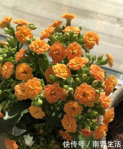 适应能力|新手养花，不如养5盆“花中精品”，花开艳丽多姿，美艳可人