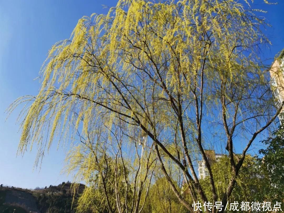 花已初开，春光无限