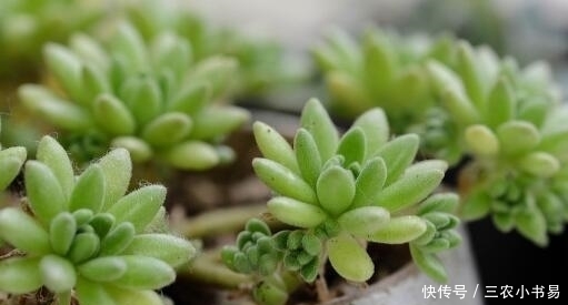 大叶落地生根的根 大叶落地生根的根