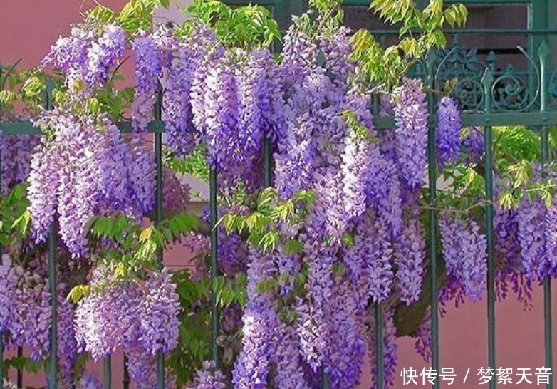 4种富贵花,添福添贵添好运,迷人的花朵,开满整个花盆