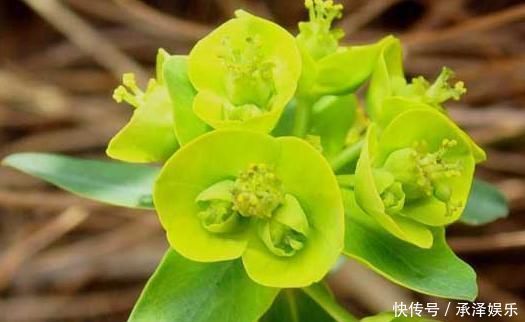 草药|路边碰见“猫眼草”,一定要拔回家,在医院却是珍贵名草药