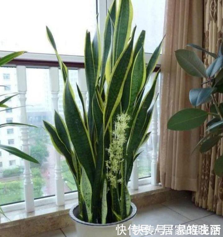幸福树|客厅最适合养3种花，漂亮还能“旺财、旺运”，一养就上瘾