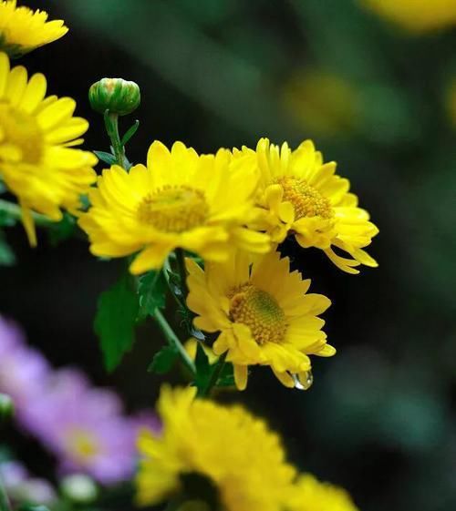 冬菊 秋菊和夏菊 快资讯