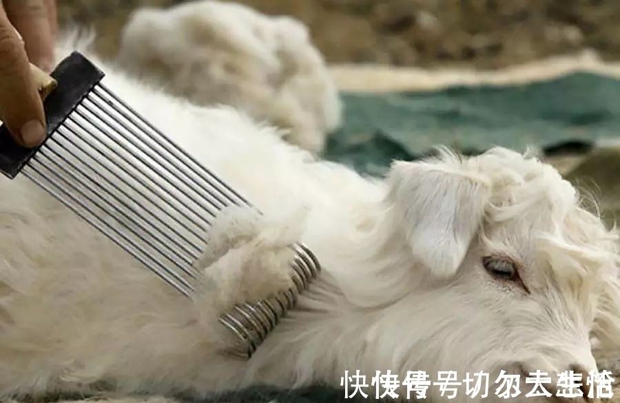 loro 卷福基努里维斯,在打造绅士这点上心有灵犀