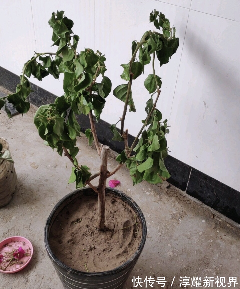 刚买的栀子花，养护“别大意”，一盆水浇下去，花苞全落地！