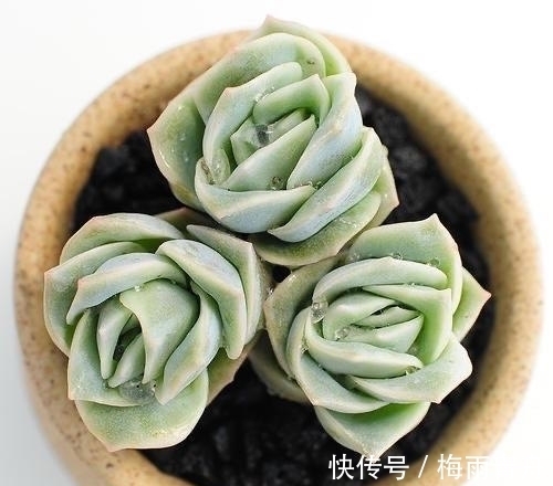 最像玫瑰花的8款多肉,小球玫瑰颜值最高,山地玫瑰最好养