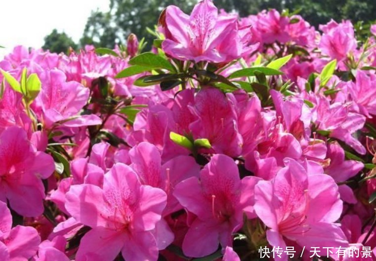 3种“开花王”，一开就是300多天，花团锦簇，人见人爱！