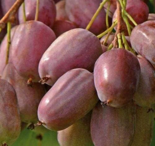 皮肤|睡眠不好,试试它,睡前吃两个,睡得更安稳,口臭没了,皮肤更嫩