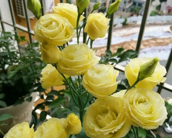 观赏价值|这一款世界名花,观赏价值非常高,花期很长而且好养易活