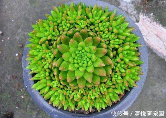 农村屋顶长“瓦松”,可别轻易拔掉,这东西好着呢