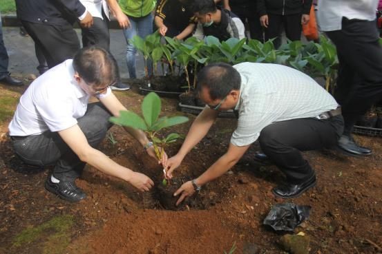 生物|大树杜鹃人工培育成功并顺利移栽腾冲