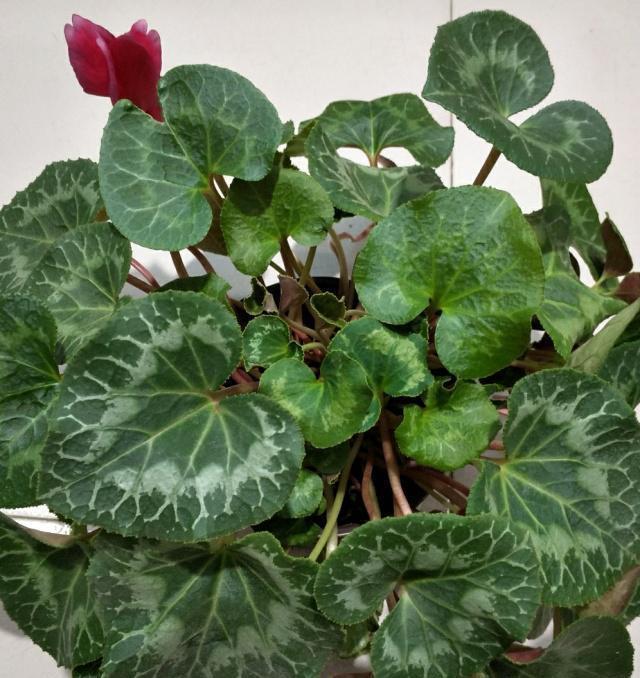 休眠期|4种“漂亮花”，5月要“剪花箭”，不剪光，很难度夏天