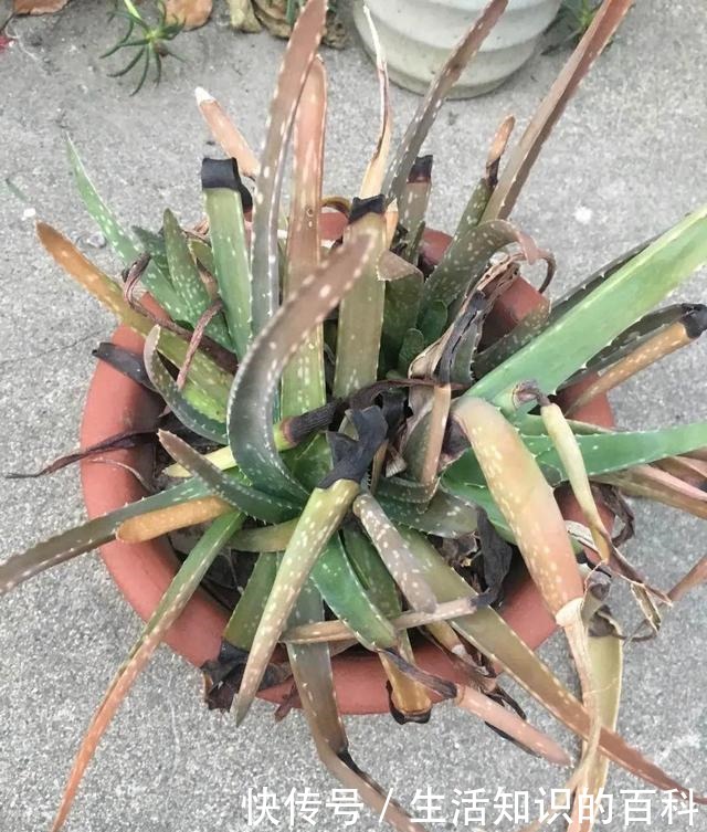 想省心就养这些花，没有病虫害，就爱开花！想省心就养这些花，没有病虫害，就爱开花！