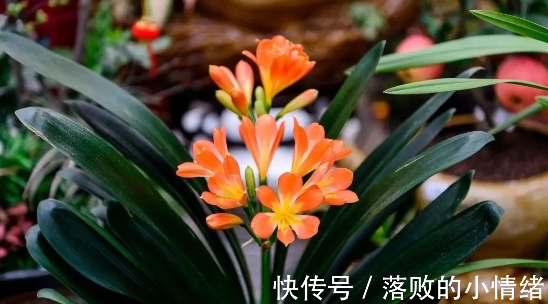 阳台上|“0至30度”的温度变化,会给君子兰带来不一样的生长体验!