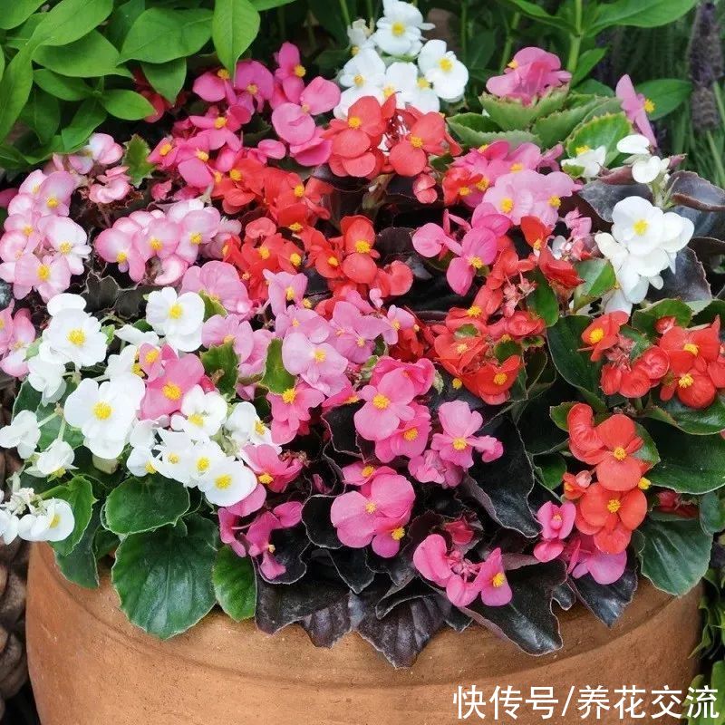 排水性|适合养树荫下的5种观赏植物，有观叶和开花两类植物可供选择