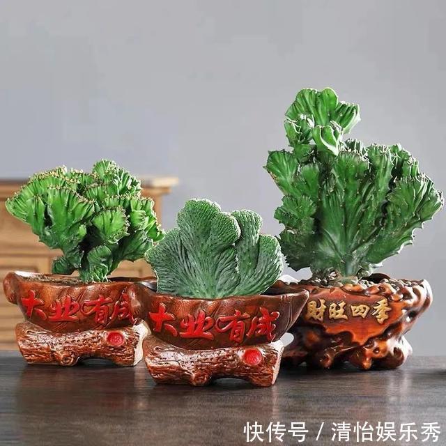 养护|8种“丑花”,个个都有好兆头,家里养几盆,镇宅吉祥,越养越爱