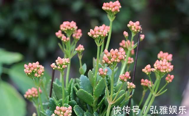 盆栽长寿花,一年变“老桩”,只需做好“4件事”,开花千朵100天