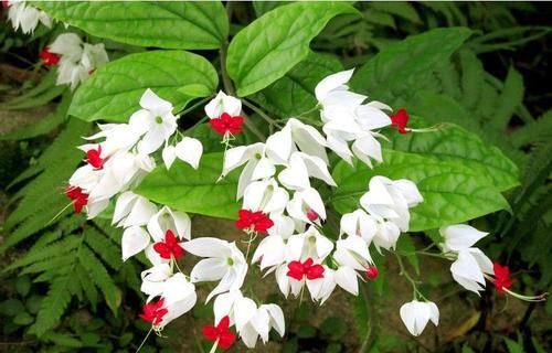 花开很漂亮,既是花卉,也是药,若在山里发现,便是福气,请重视