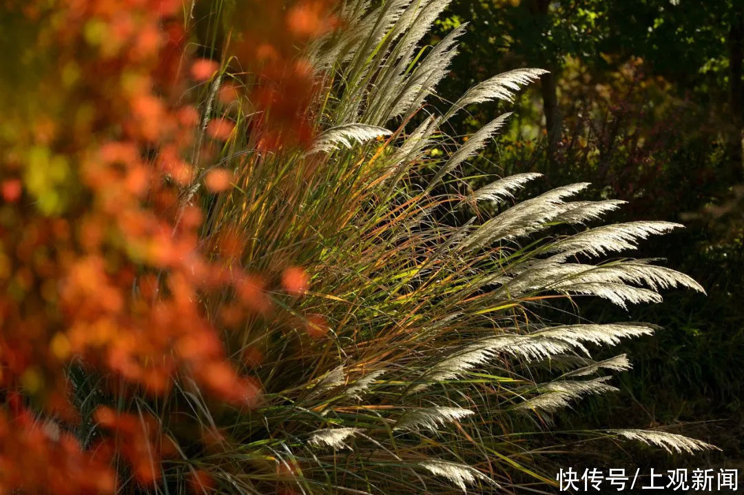 花开海上秀|金山这里的红叶都“疯”了，还不快去打卡这片“红海”