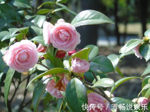 套路|抓住茶花“生长规律”，再来点养花“套路”，养好茶花没那么难！