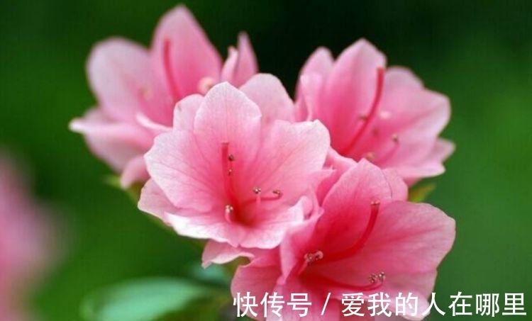 太阳花|4种花是花中劳模,一年四季开花不断,一盆千百朵,枝头花苞满