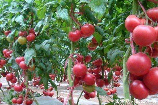 延年益寿|西红柿被称为“长寿果”,吃对了,延年益寿,吃错还有致癌的风险