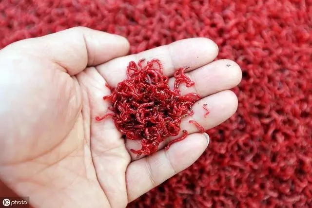 钓大鱼，搓饵的这些细节不可忽视，用好了上鱼至少翻一倍