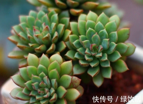 多肉密叶莲徒长不好看?教你3个小妙招,密叶莲叶片橙红美丽动人