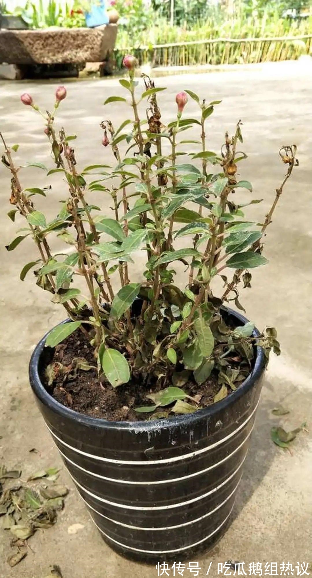 种花|9种花,夏天休眠了,一定少浇水,否则越浇越死