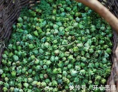 芝麻梗 天然的“染发剂”被找到了, 洗头时加一点, 白发慢慢黑回来