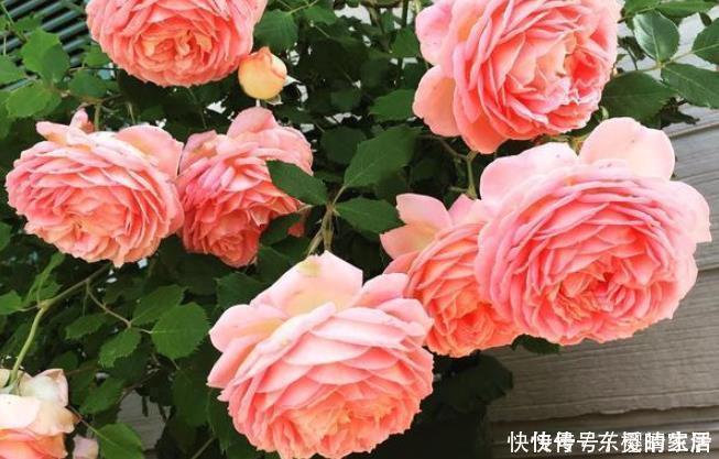 牡丹|此花漂亮不输牡丹,香味超过茉莉,养一盆花香四溢,家中种植必备