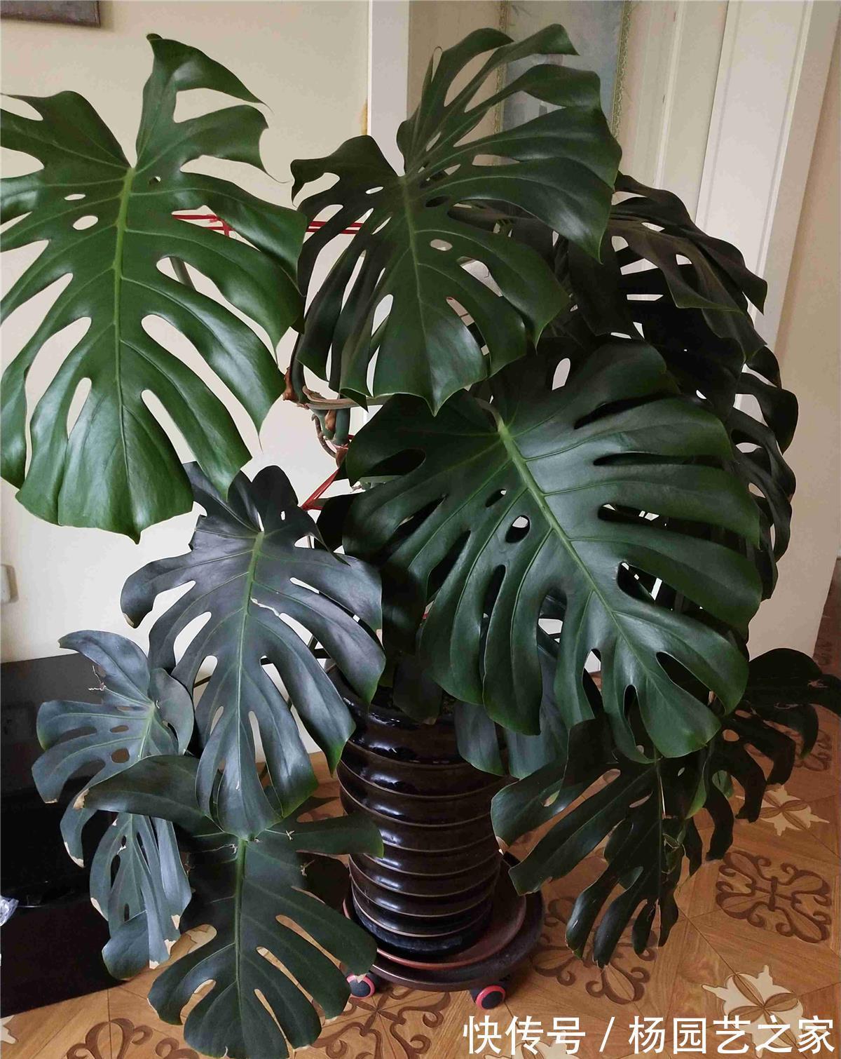 客厅|6种“吉利花”,养在客厅最适合,好看又大气,不见光照也能开爆