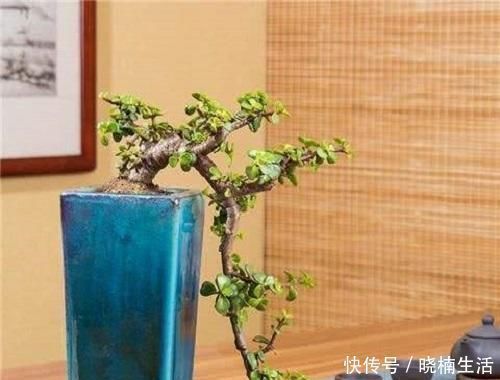 修剪|盆景太贵玩不起这花便宜得很，修修剪剪成老桩价值高