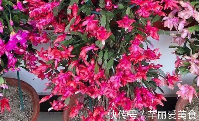 根部|养蟹爪兰,这么浇水不仅不会死,反而开花越来越多