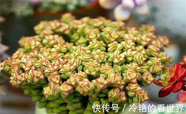多肉小米星与钱串,十字星一家亲,出锦后也叫彩色蜡笔