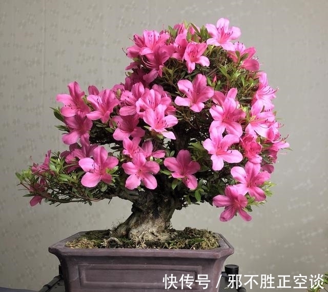 冬天杜鹃花怎么养?这5点技巧,让你的杜鹃花“死不了”