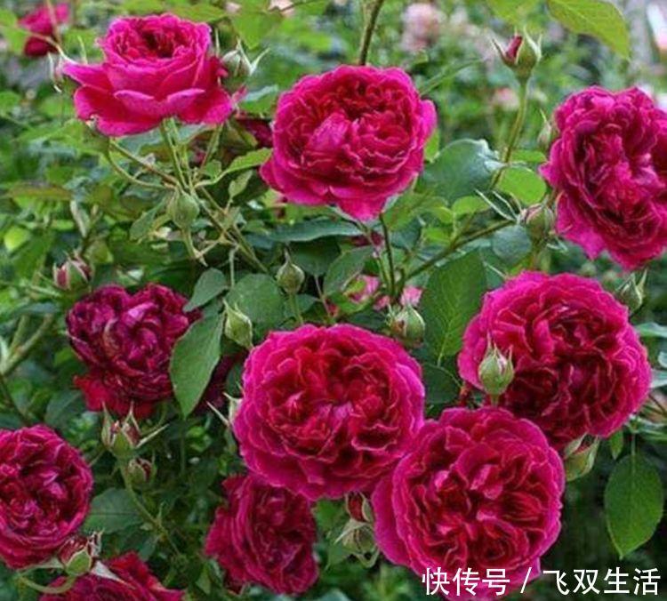 爆盆|四种花常年开花易爆盆,花朵大花期长,比牡丹还美,年年开花美翻