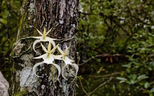 全球最贵兰花,在中国发现,形状怪异,价值1500万