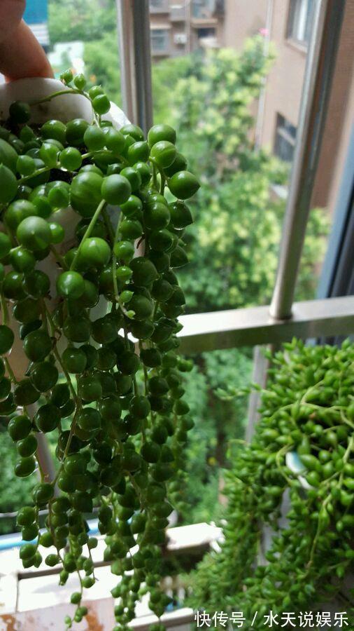 7种多肉，一养就爆盆，长长垂下来，变成“肉瀑布”，美煞人