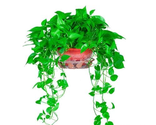  摆放|八款最适合居家养殖的花卉，个个都是高颜值，高端大气显档次