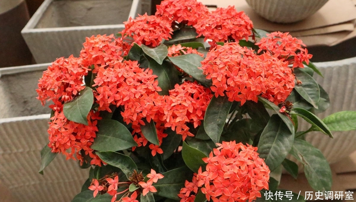 常见|路边绿化带常见的花,居然都是国花,长知识了!