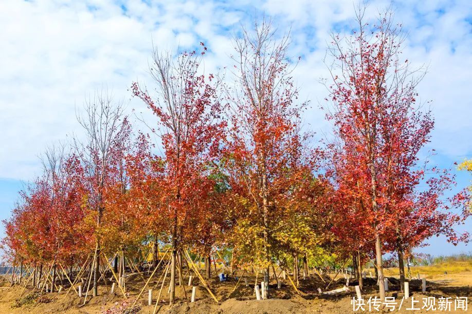 设计师|花博会只能看花吗？