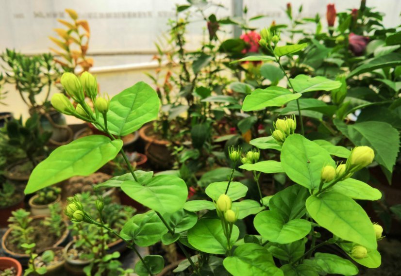 茉莉年年冬天死?症结就在这5点,做好了没毛病