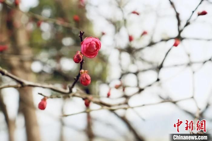 杭州“梅海”暗香浮动