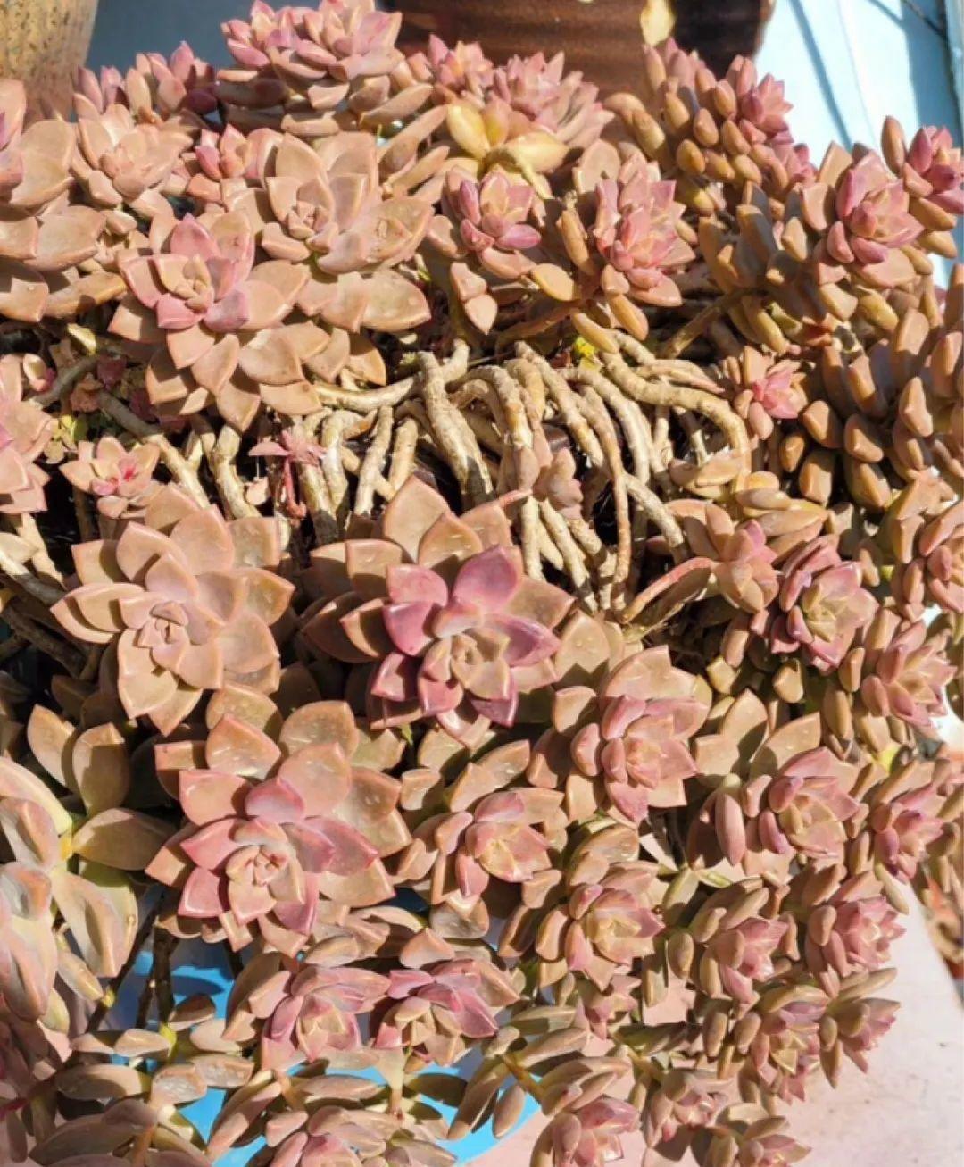 最小的盆,养最牛的花,还能开爆盆,真牛!