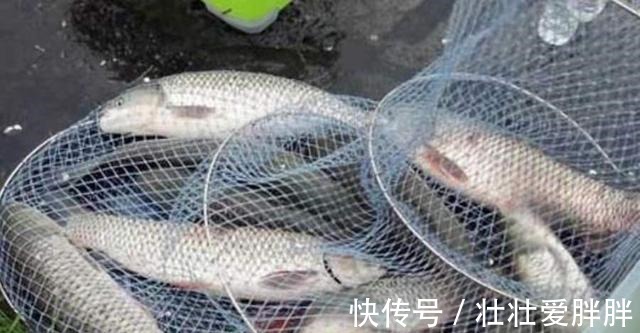 草鱼|你别说,热天唯独这草鱼饵才最实用,不吹不黑,试过的人无一不服!