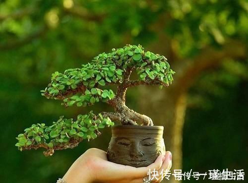 盆景太贵玩不起这花便宜得很,修修剪剪成老桩价值高