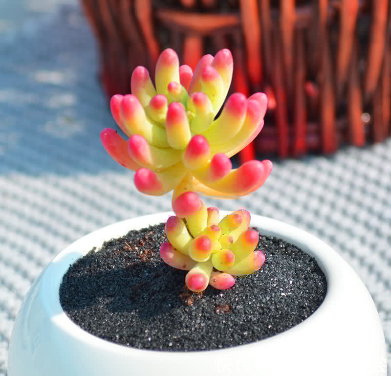 秋冬|他养多肉10多年,总结出9个易出“高价老桩”的品种,适合新手