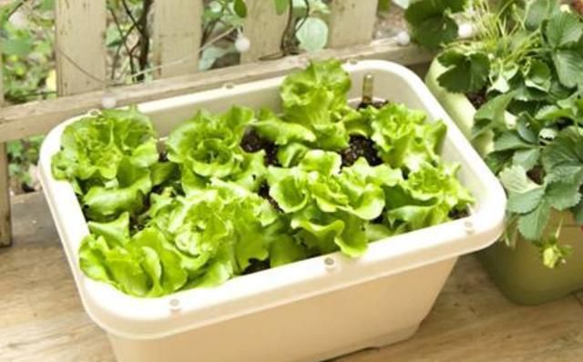 3种蔬菜初春种，撒点种子不费心，小菜苗疯长