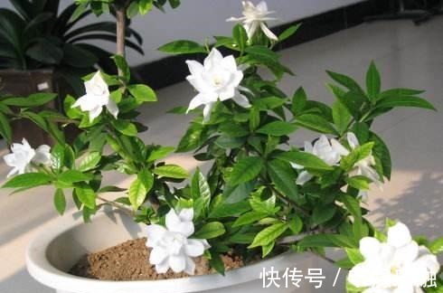 五个要点教你养栀子花，解决不开花，黄叶子，你也可以养好栀子花